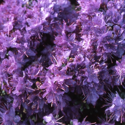 Rhododendron impeditum
